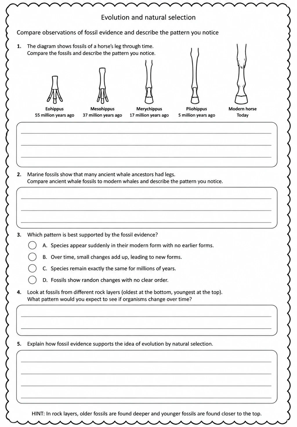 Compare observations of fossil evidence and describe the pattern you notice