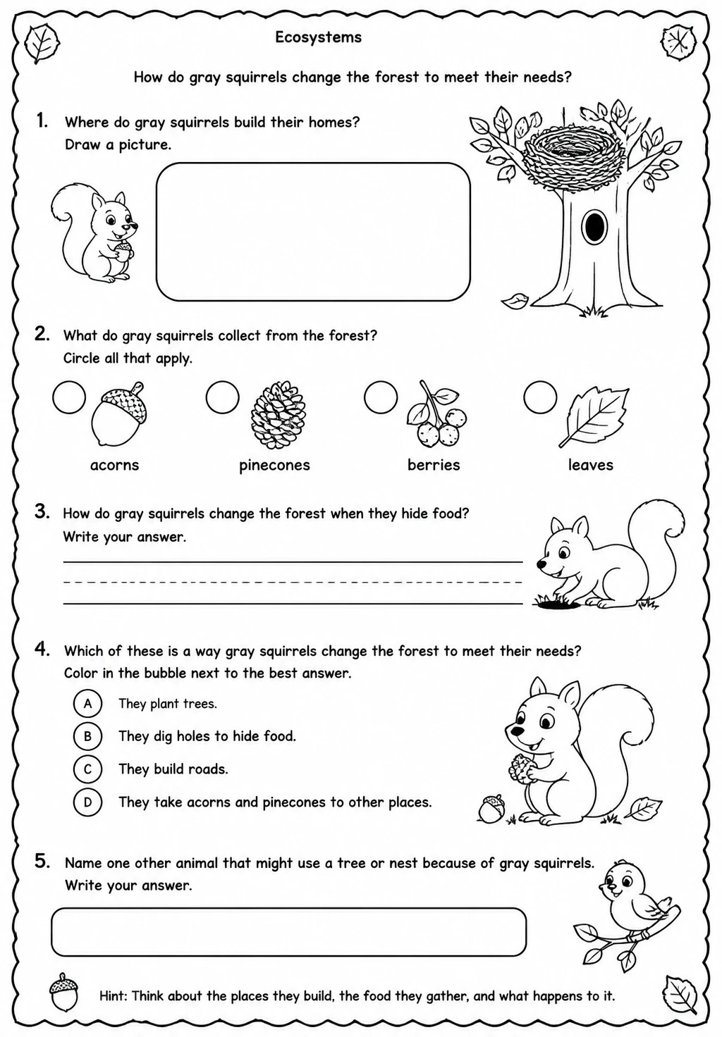 How do gray squirrels change the forest to meet their needs?