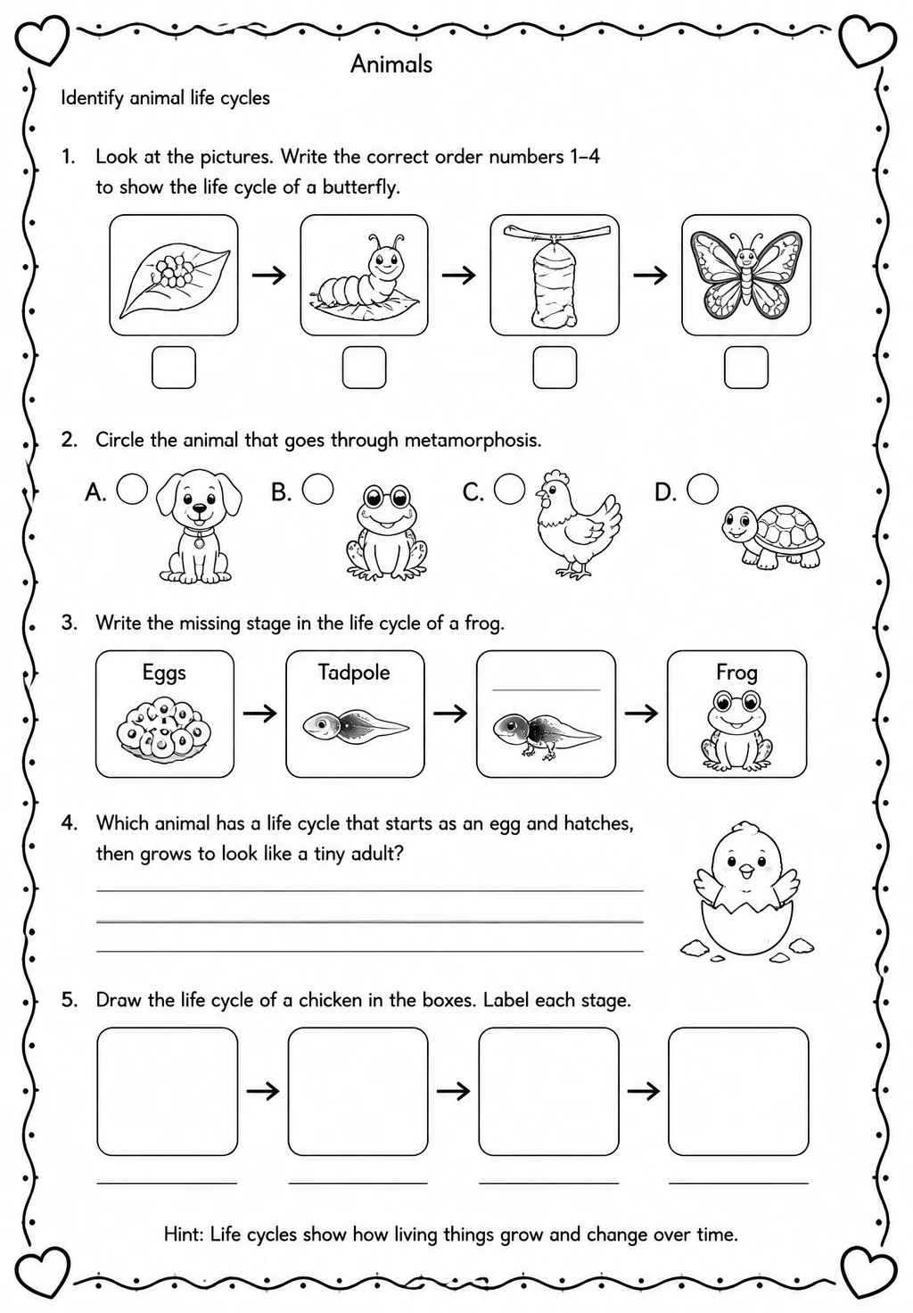 Identify animal life cycles