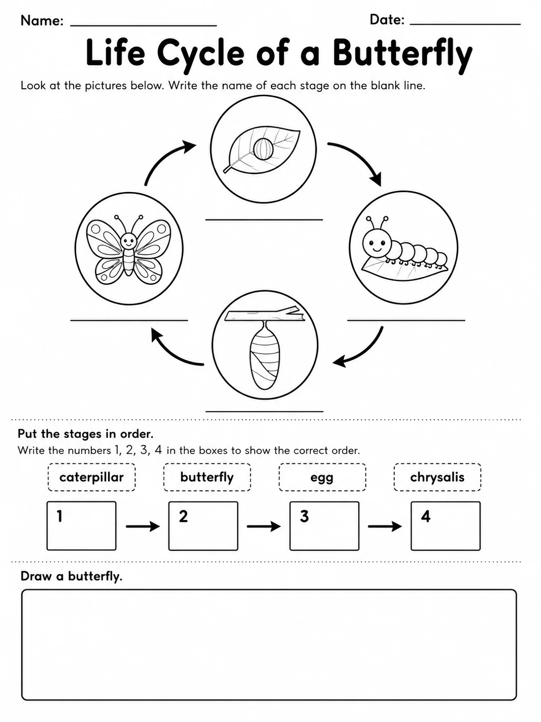 Life Cycle of a Butterfly