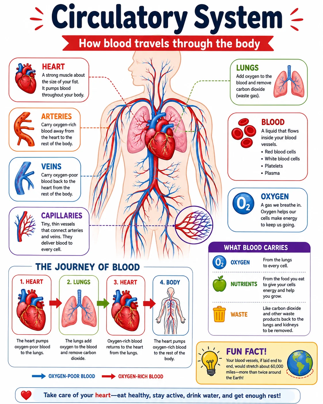 Circulatory System Infographic