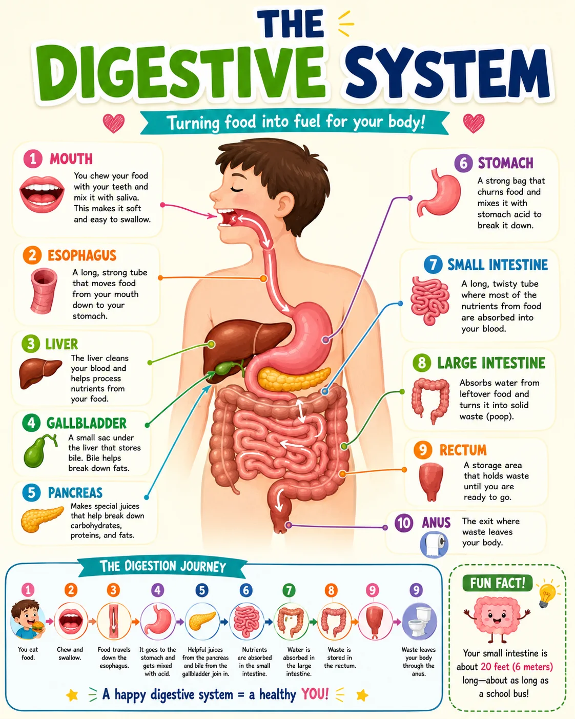 Digestive System Infographic