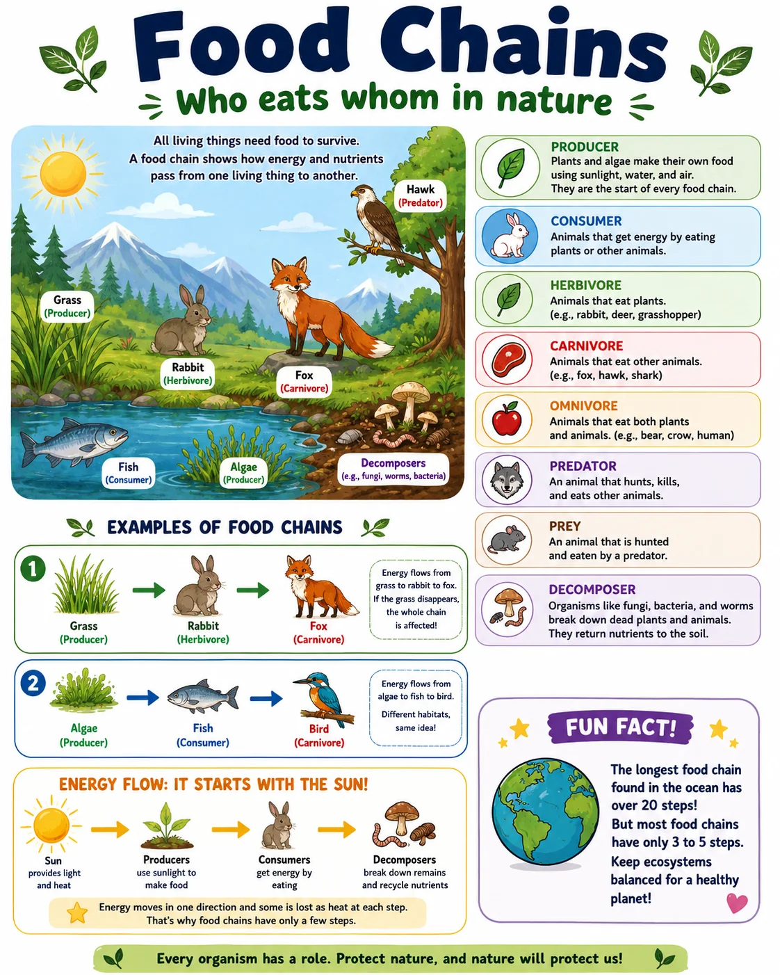 Food Chains Infographic