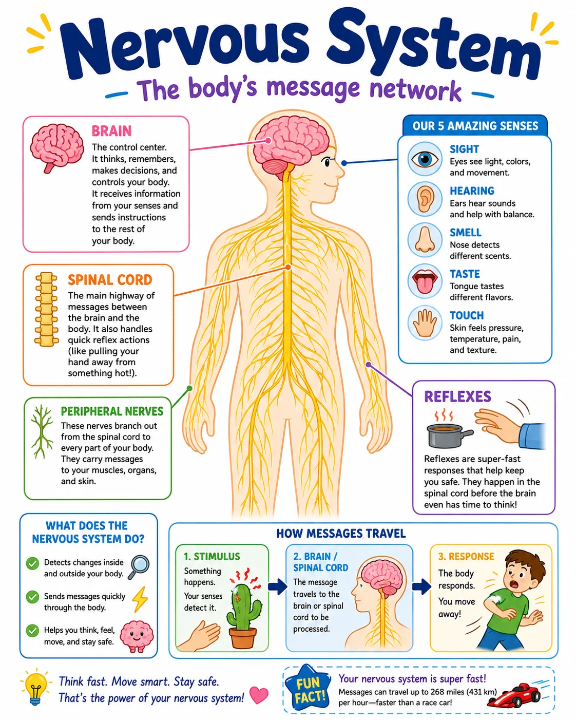 Nervous System Infographic