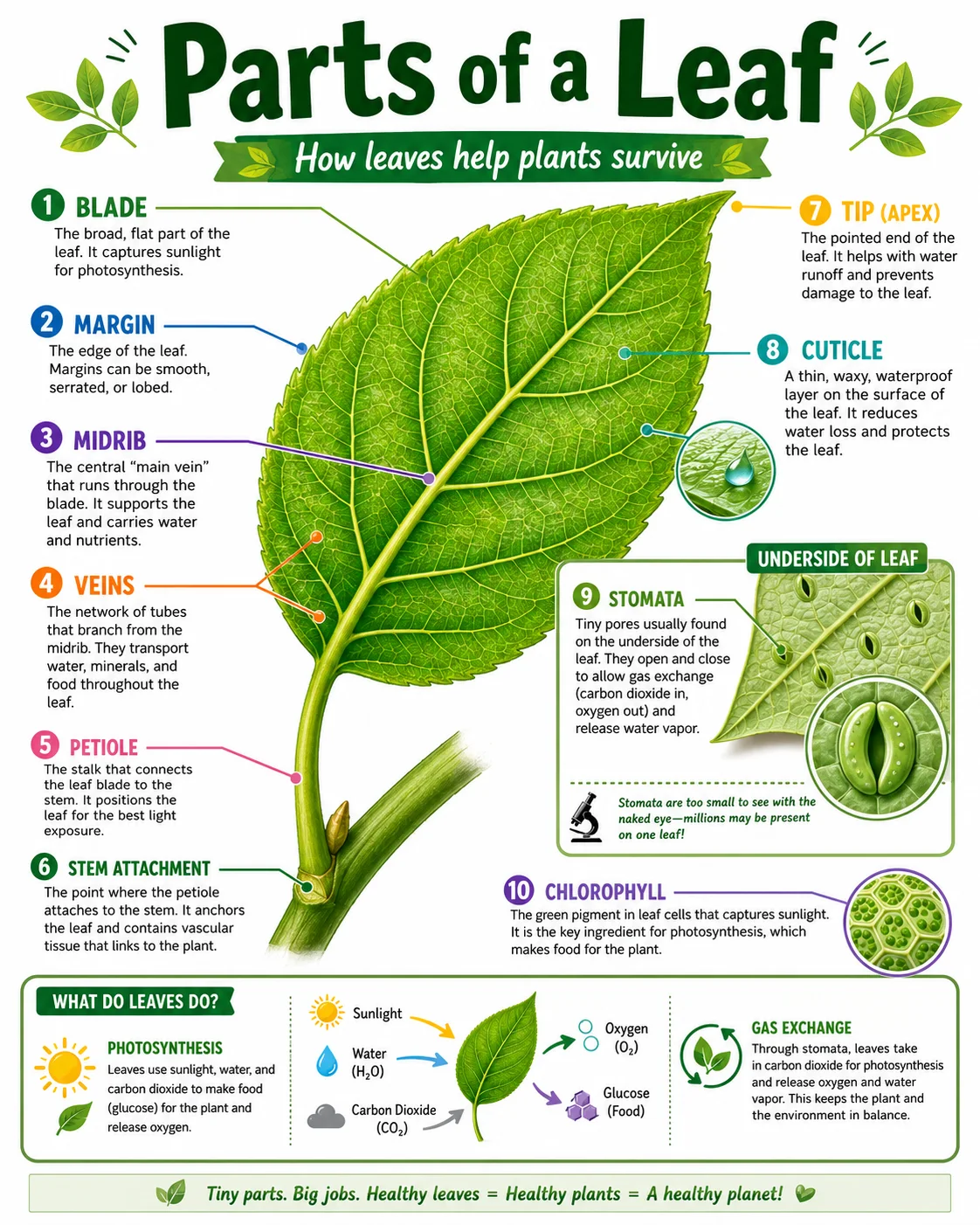 Parts of a Leaf Infographic