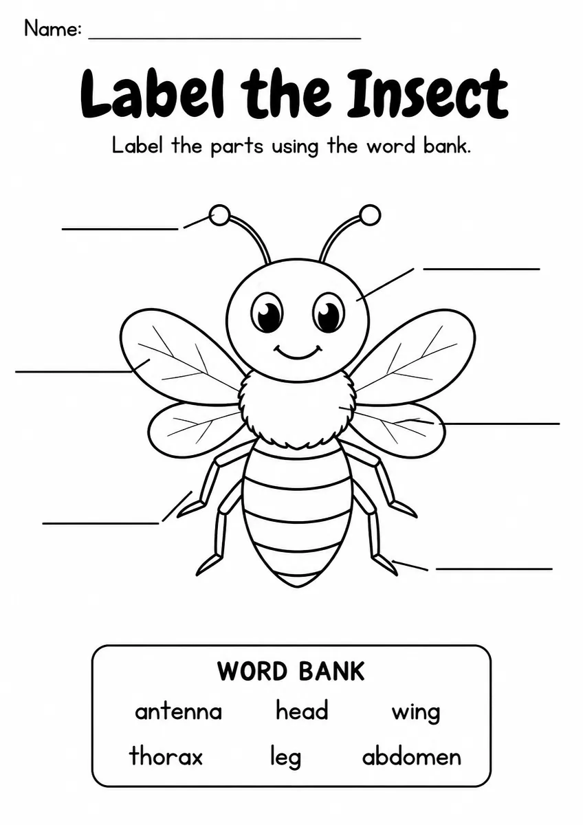 Label the Insect — Kindergarten